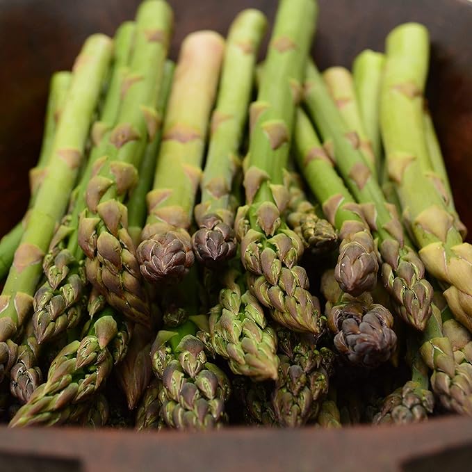 Mary Washington Asparagus - 100 Seeds - Heirloom & Open-Pollinated Variety, Non-GMO Vegetable Seeds for Planting Outdoors in The Home Garden, Thresh Seed Company