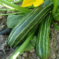 Organic Cocozelle Zucchini Squash - 1/4 LB ~675 Seeds - Non-GMO, Open Pollinated, Heirloom, Vegetable Gardening Seeds - Summer Squash