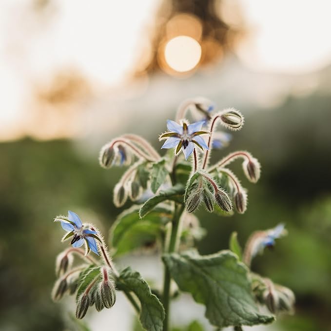 Borage - 100 Seeds - Heirloom & Open-Pollinated Variety, Pollinator-Friendly Non-GMO Herb Seeds for Planting, Grow Medicinal Herbs Indoors/Outdoors in Containers or a Home Garden, Thresh Seed Company