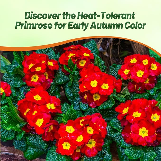 Outsidepride Danova Yellow Red Common Primrose Seeds - 25 Pcs Annual, Hardy, Easy to Grow & Low Maintenance Flower Seeds for Planting Vibrant Soft Blooms, for Containers, Borders & Erosion Control