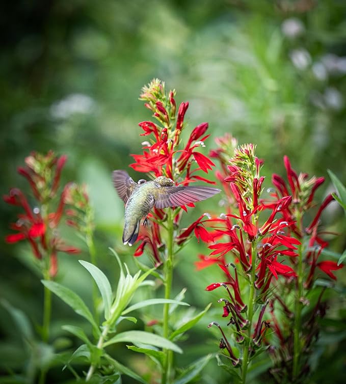 Cardinal Flower Seeds (Lobelia cardinalis) - Brilliant Red Blooms for Pollinator Gardens, Wet Areas, and Borders | Non-GMO, Hardy Perennial for Part Shade and Moist Soil (25)