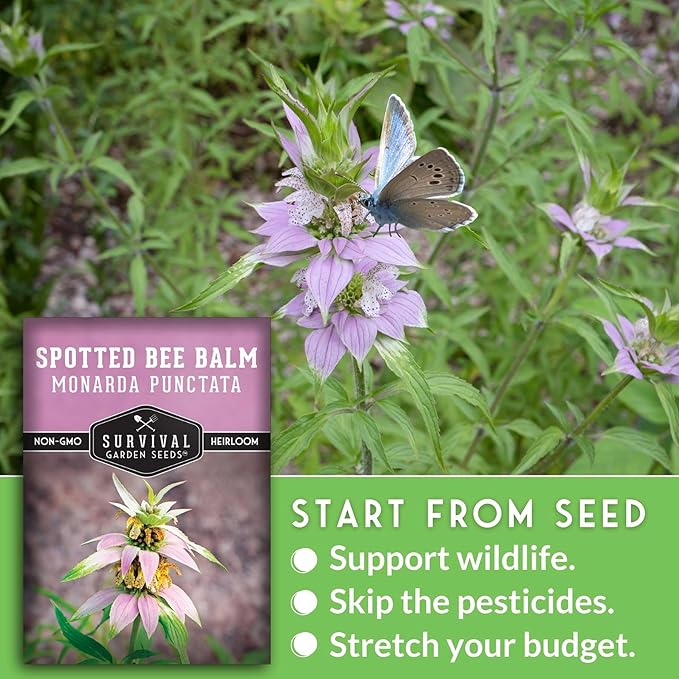 Survival Garden Seeds - Spotted Bee Balm Seed for Planting - 2 Packets with Instructions to Plant & Grow Monarda Punctata Your Home Herb Garden - Dotted Mint Wildflower Non-GMO Heirloom Variety