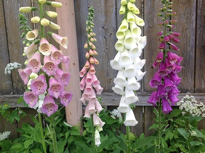 Foxglove Purple Mix Seeds – Digitalis Purpurea | Biennial/Perennial | Stunning Purple Blooms for Cottage Gardens & Borders