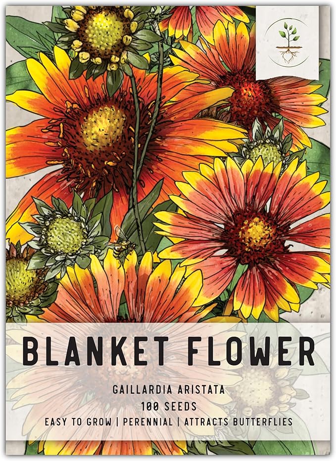 Seed Needs, Blanket Flower Seeds for Planting (Gaillardia aristata) Single Package of 100 Seeds - Heirloom & Open Pollinated, Attracts Butterflies