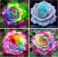 25+ Mix Rainbow Rose Seeds for Planting-for a Multicolored Garden