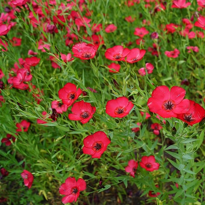 Outsidepride Scarlet Flax Seeds - 1/4 lb Annual Flower Seeds for Planting, Self-Seeding, Drought-Tolerant w/Compact Growth, for Small Gardens, Meadows, Borders, or Mass Plantings