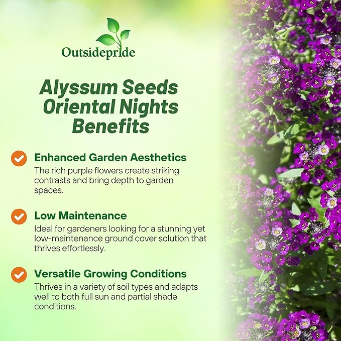 Outsidepride Oriental Nights Alyssum Seeds - 10000 Pcs Annual, Drought-Tolerant & Pollinator-Friendly Ground Cover Seeds w/Fragrant Honey Blooms for Low-Growing Xeriscaping & Outdoor Planting