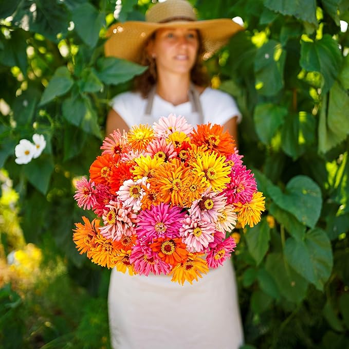 Eden Brothers Zinnia Seeds - Burpeeana Giants Mix, Non-GMO Seeds for Planting, 1 oz | Low-Maintenance Flower Seeds, Plant During Spring, Zones 3, 4, 5, 6, 7, 8, 9, 10