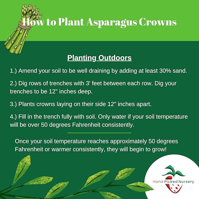 Mary Washington Asparagus Roots - Heirloom, Bare Root 2yr Asparagus Crowns from Hand Picked Nursery (10)