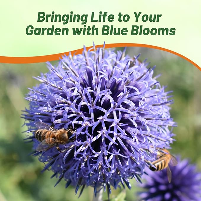 Outsidepride Blue Globe Thistle Seeds - 1000 Pcs Perennial, Drought Tolerant & Self-Seeding, Flower Seeds for Planting w/Thistle-Like Foliage & Vibrant Purple Blooms, Ideal for Xeriscaping Gardens