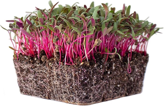 Swiss Chard Garden Seeds - Pink - 3 g Packet ~100 Seeds - Non-GMO, Heirloom Vegetable Gardening & Microgreens Seeds