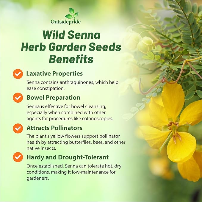 Outsidepride Wild Senna Seeds - 100 Pcs. Perennial, Low Maintenance & Pollinator Friendly, Herb Seeds for Planting Tall, Vibrant Yellow Blooms for Garden Beds, Borders & Wildflower Meadows