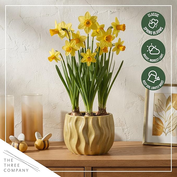 Live Flowering Daffodil (4 Per Pack) - Yellow, Beautiful Spring Bulbs, Ships Dormant in 1 Pint Pot, Blooms in 2-3 Weeks