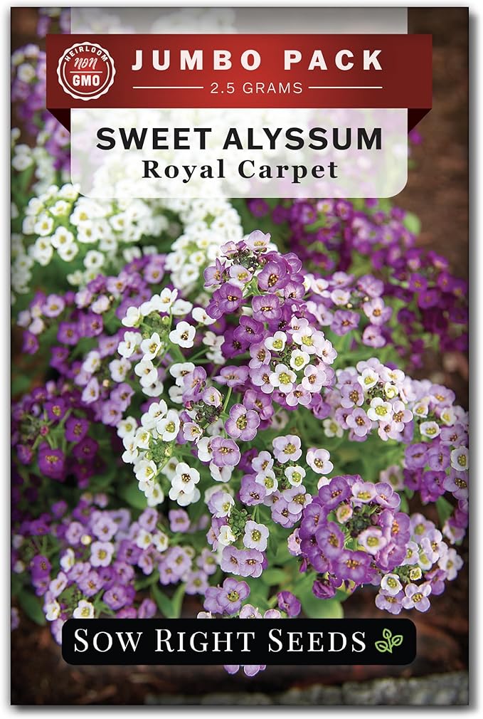 Sow Right Seeds - Bulk Alyssum Seeds for Planting - 2.5 Grams, 6200 Seeds - Non-GMO Heirloom Jumbo Pack with Instructions to Plant a Home Flower Garden - Grow Loads of Beautiful Bed Filling Flowers