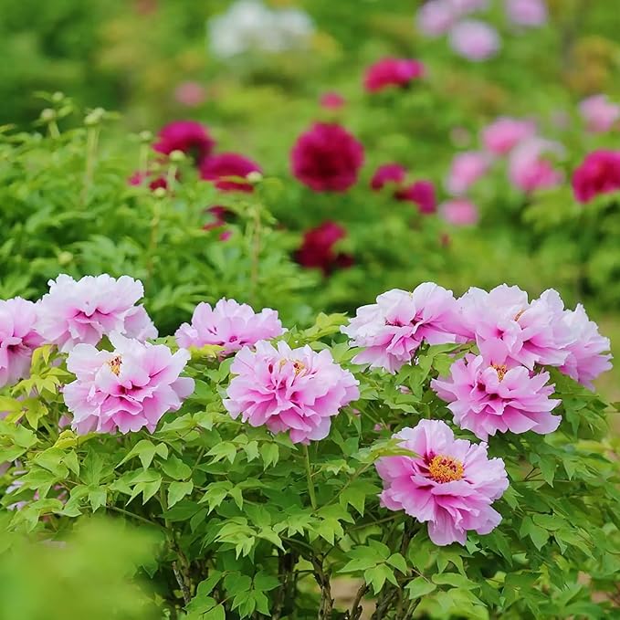 Mix Peony Seeds for Planting, 100+pcs Rare Perennial Peony Flower Seeds Plants, Non-GMO Heirloom Attracts Pollinators Blooms Flowers Plants for Home Garden Outdoors