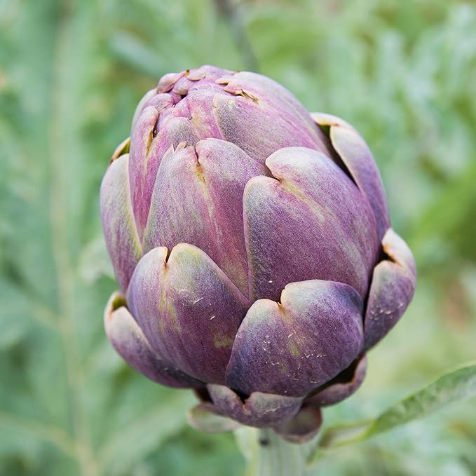 Artichoke Seeds - Purple Romagna - 0.25 Oz ~157 Seeds - Cynara scolymus - Farm & Garden Vegetable Seeds - Non-GMO, Heirloom, Open Pollinated, Perennial