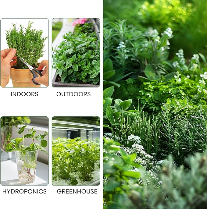 Groundio 15 Herb Seeds Variety Pack | 5,500+ Non-GMO Heirloom Seeds for Planting Indoor & Outdoor | Culinary Herb Collection | Grow Your Own Herb Garden | Gardening Gift