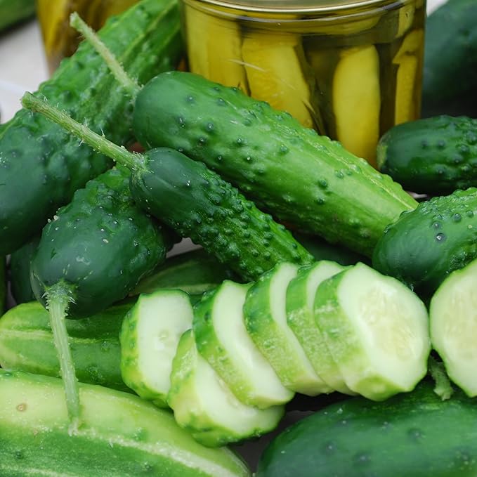 Early Fortune Cucumber | Organic Bulk Seed Pack (1 oz.) | Heirloom, Non-GMO Seed | Commercial Quality