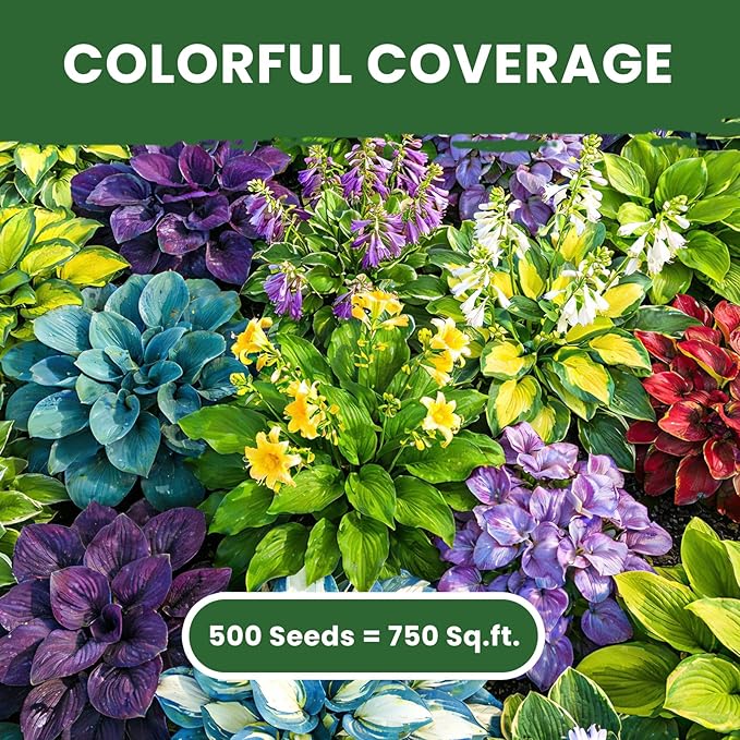 500+ Mixed Color Hosta Seeds – Rare Perennial Flower Seeds – Easy to Grow Low Maintenance – Heart Shaped Leaf Hostas for Outdoor Garden