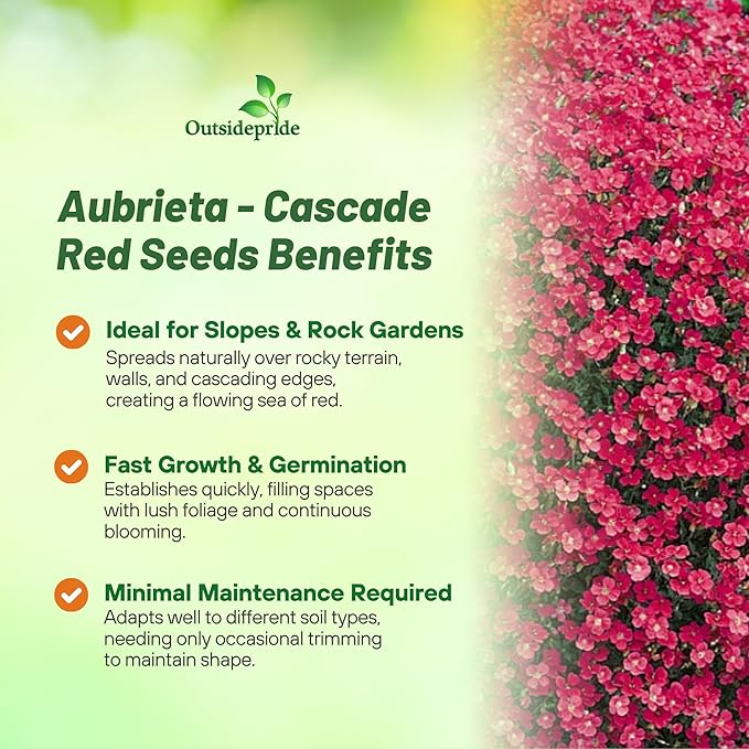 Outsidepride Cascade Red Aubrieta Rock Cress Seeds - 2000 Pcs Perennial Flower Seeds, Easy to Grow, Low Maintenance, Cascading & Low Growing, for Baskets, Rock Walls, or Ground Covers