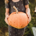 Amish Pie Squash Pumpkin - 25 Seeds - Sweet & Flavorful Amish Heirloom Variety, Non-GMO Winter Squash Seeds for Planting in The Home Garden, Thresh Seed Company