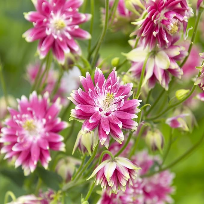 Outsidepride Nora Barlow Columbine Seeds - 2000 Pcs Perennial, Easy to Grow Flower Seeds for Planting, Suitable for Pollinator-Friendly Garden, Cut Floral Arrangements, Ground Covers, or Borders