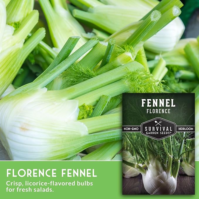 Fennel Seed for Planting - 1 Packet with Instructions to Grow Cool-Weather Florence Fennel (Finnochio) in Your Home Vegetable Garden - Non-GMO Heirloom Variety - Survival Garden Seeds