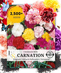 2500 Mixed Carnation Flower Seeds for Planting - AKA. Dianthus Caryophyllus Chabaud Mix Perennial
