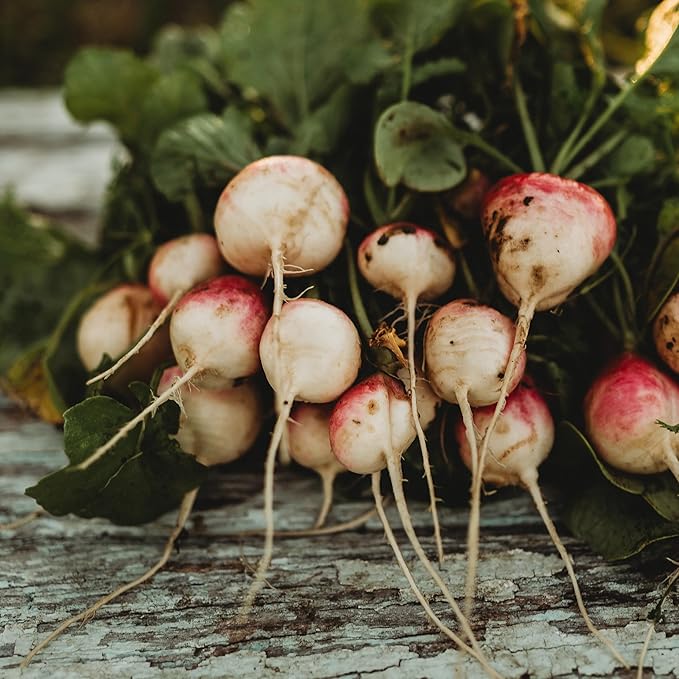 Sparkler White Tip Radish - 150 Seeds - Heirloom Radish Variety, Easy-to-Grow & Fast-Growing, Non-GMO Radish Seeds for Planting Indoors or Outdoors in a Home Garden, Thresh Seed Company