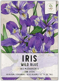 Seed Needs Wild Blue Iris Seeds for Planting Perennial Flowers - Heirloom & Open Pollinated Flower Seed to Plant an Outdoor Butterfly Garden (1 Pack)