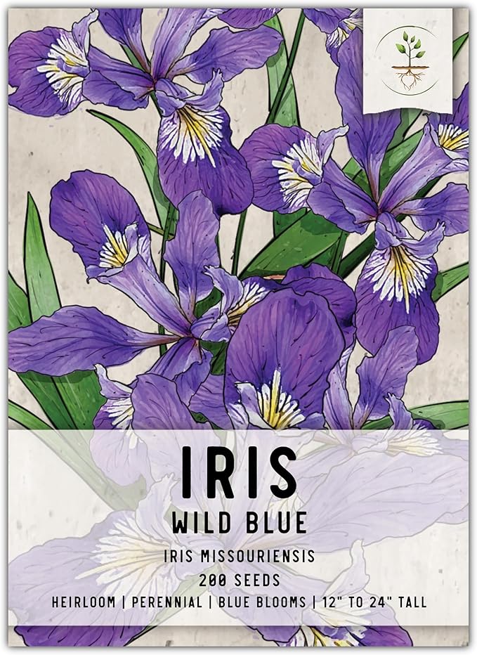 Seed Needs Wild Blue Iris Seeds for Planting Perennial Flowers - Heirloom & Open Pollinated Flower Seed to Plant an Outdoor Butterfly Garden (1 Pack)