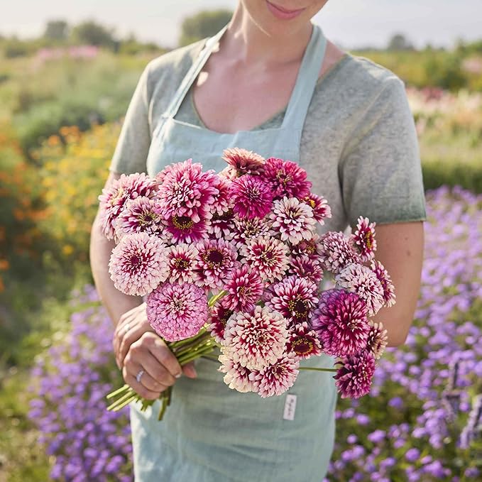 Eden Brothers Zinnia Seeds - Mazurkia