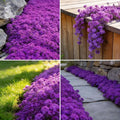 5000+ Creeping Thyme Seeds for Planting, Perennial Mixed Thymus Seeds, Non-GMO Heirloom Ground Cover Thymus Seed for Outdoor Garden