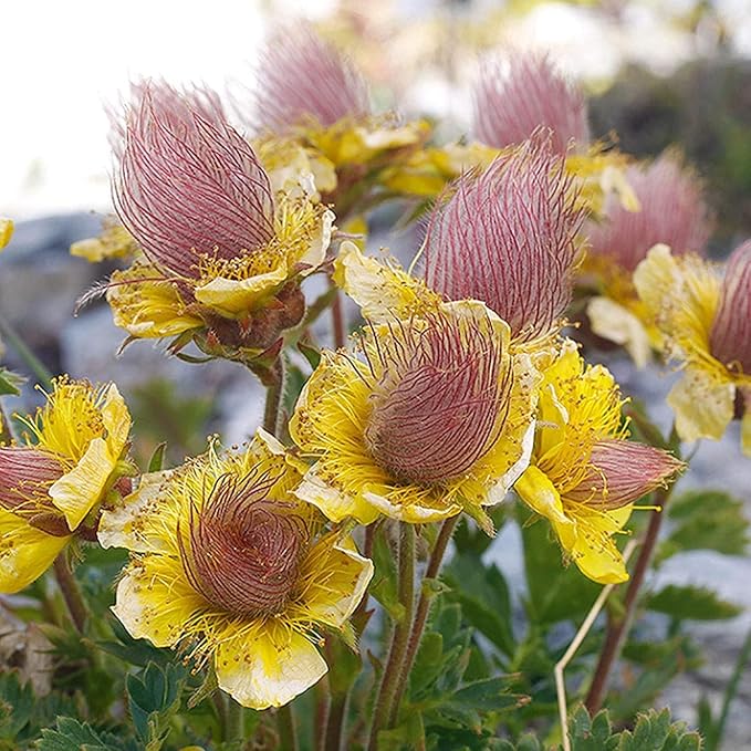 Prairie Smoke Seeds, Geum Triflorum, 50 Pieces, Pink Native Wildflower with Smoky Seed Heads