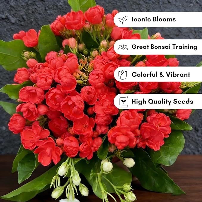 150+ Jasmine Flower Seeds for Planting, Jasmine Flower Seed, Non-GMO Fragrant Plant Flower Seeds for Home Garden Outdoor