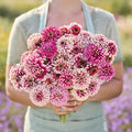 Eden Brothers Zinnia Seeds - Mazurkia