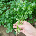 1000 Cilantro Seeds for Planting – Heirloom Coriander Herb – for Garden Beds, Pots, and Kitchen Herb Gardens