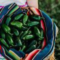 Jalapeno (Traveler) Chile Pepper - 25 Seeds - Heirloom & Open-Pollinated Variety, Non-GMO Vegetable Seeds for Planting in The Home Garden, Thresh Seed Company