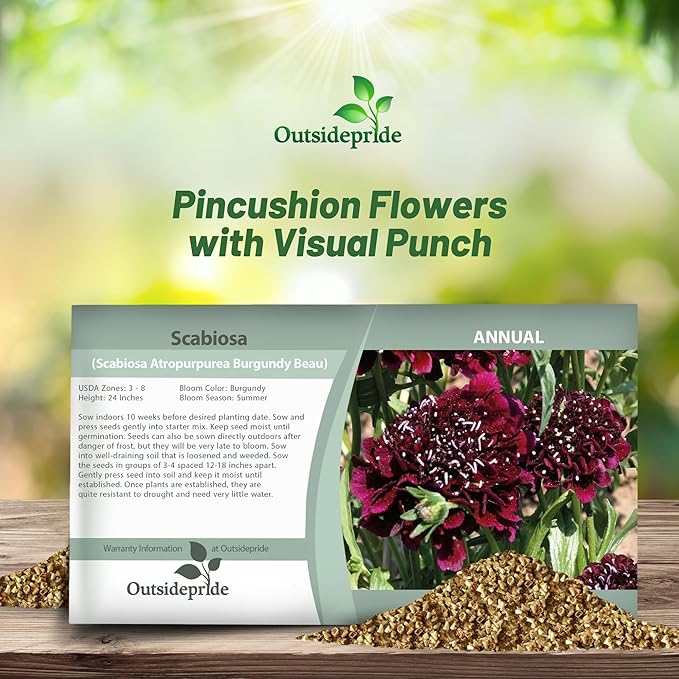Outsidepride Burgundy Beau Scabiosa Seeds - 100 Pcs Perennial Pincushion Flower Seeds That Attract Pollinators, Upright & Neat Growth Habit for Small Gardens, Borders, Containers, & Xeriscaping