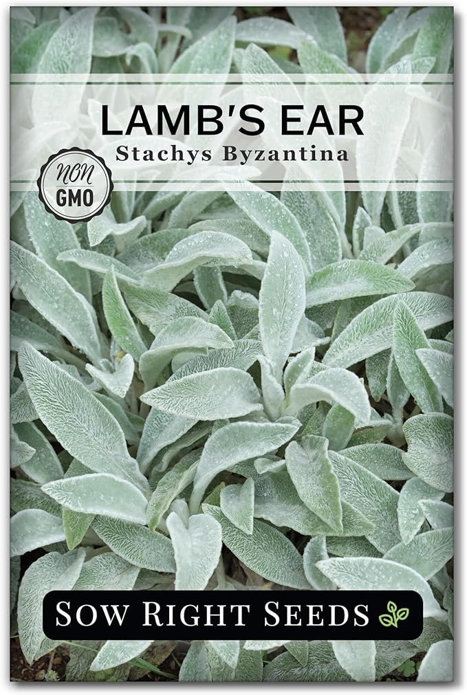Sow Right Seeds - Lambs Ear Seeds for Planting - Non-GMO Heirloom Packet with Instructions to Grow an Outdoor Flower Garden - Wooly Silver Leaves, Perennial Foliage - Stachys for Rock Gardens (1)