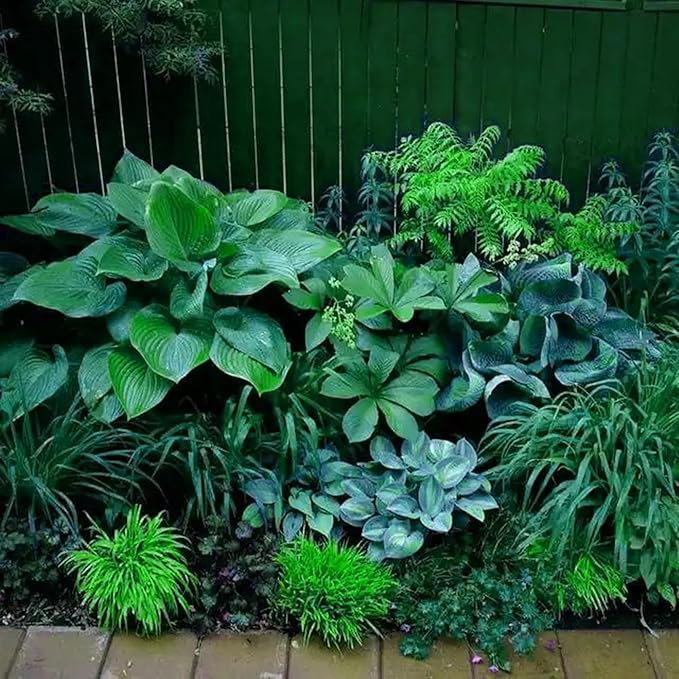 Hosta Seeds for Planting, 297pcs Non-GMO Heirloom Perennial Hosta Flower Seeds, Long Blooming Plants Shaded Entry Pathway Rare Flowers Beauty Home Garden for Outdoors