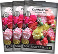 Sow Right Seeds - Chabaud Mix Carnation Seeds for Planting - Non-GMO Heirloom Dianthus Variety Ideal for Outdoor Gardens - Grow Large Carnation Plants - Easy to Sow and Bloom Beautiful Flowers (3)