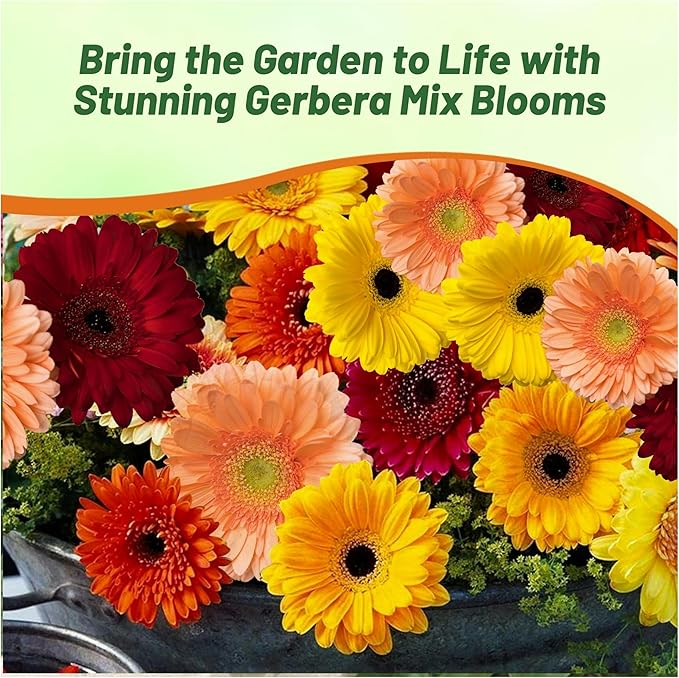 Outsidepride Autumn Colors Mix Gerbera Seeds - 20 Pcs Perennial, Compact & Low Maintenance, Flower Seeds for Planting w/Vibrant Mixed Blooms, Ideal for Garden Landscaping & Cut Flower Arrangements