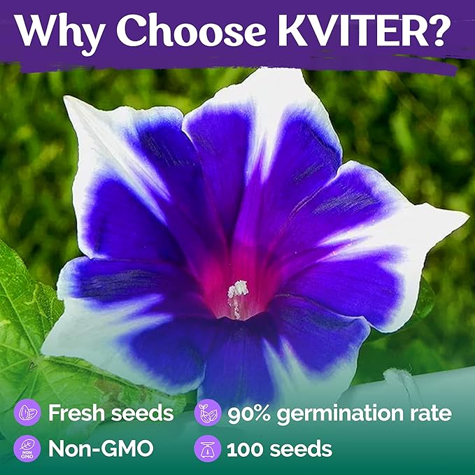 KVITER 100 Blue & White Morning Glory Seeds (Ipomoea) – Perennial Flower Seeds for Planting, Climbing Flowering Vines – Ideal Flower Seeds to Plant Outside & Inside in Containers, Trellises, Beds