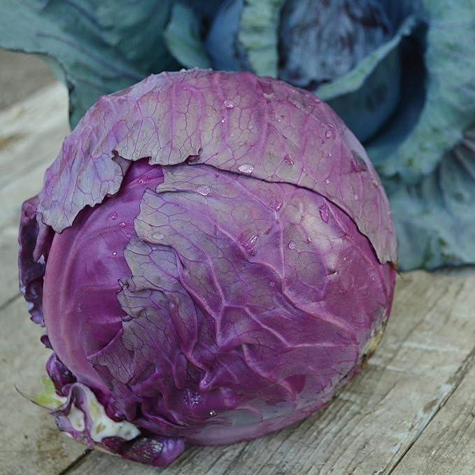 Red Acre Cabbage - 100 Seeds - Heirloom & Open-Pollinated Variety, Non-GMO Vegetable Seeds for Planting in The Home Garden, Thresh Seed Company