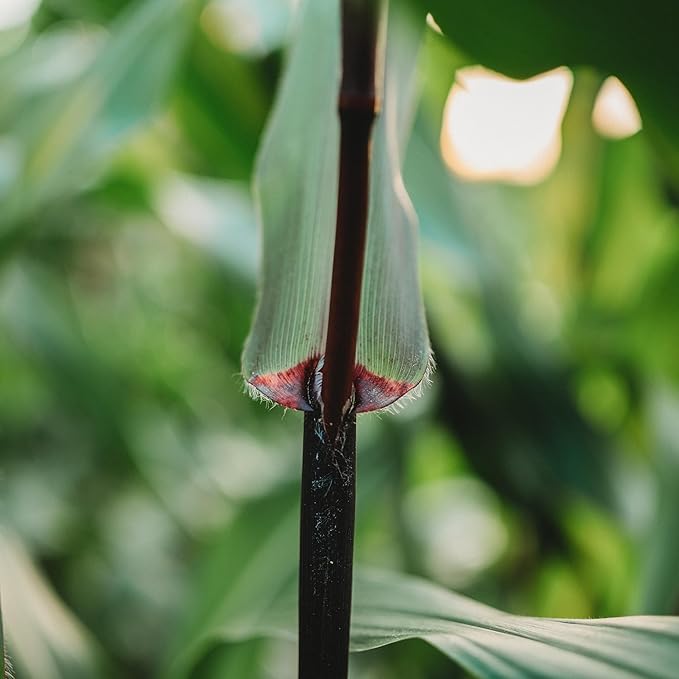 Seneca Red Stalker Ornamental Indian Corn - 50 Seeds - Rare, Colorful Heirloom/Open-Pollinated Variety, USA-grown, non-GMO Vegetable Seeds for Planting Outdoors in the Home Garden, Thresh Seed Company