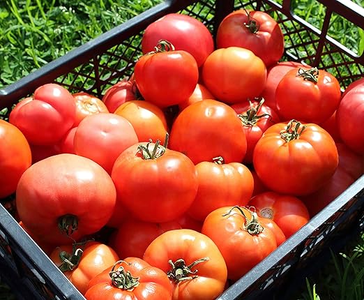 Fertilizer for Tomatoes – Large Size 3 lb Premium Organic Plant Fertilizers with Kelp – Indoor Outdoor Nutrients for Vegetables, Fruits