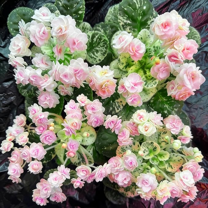 African Violet Flower Seeds for Planting, 300pcs African Violet Perennial Flower Seeds Non-GMO Heirloom Rare Plants, Open Pollinated Beauty Home Garden for Outdoors