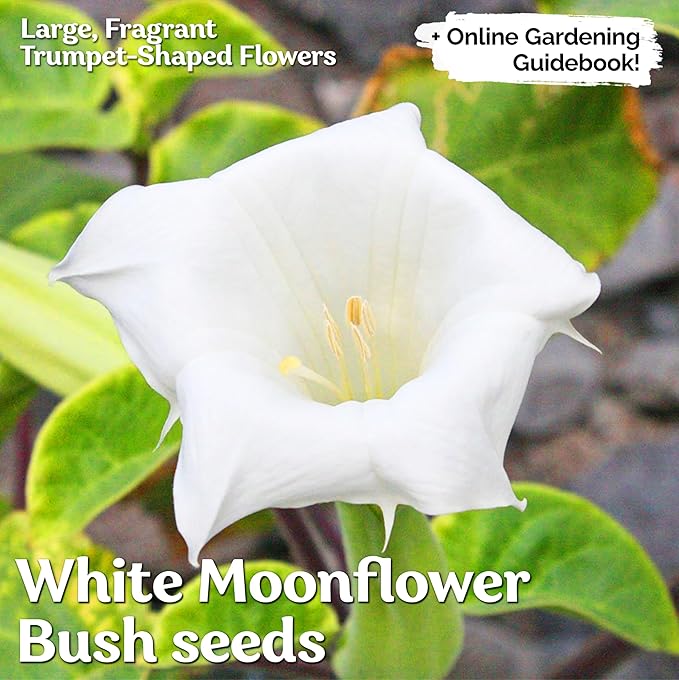 KVITER 40 White Moonflower Seeds – Moon Flower Seeds for Planting/Flower Seeds to Plant Outside – Ideal Flowering Bushes for Moon Garden, Night-Time Enchantment of Outdoor Garden