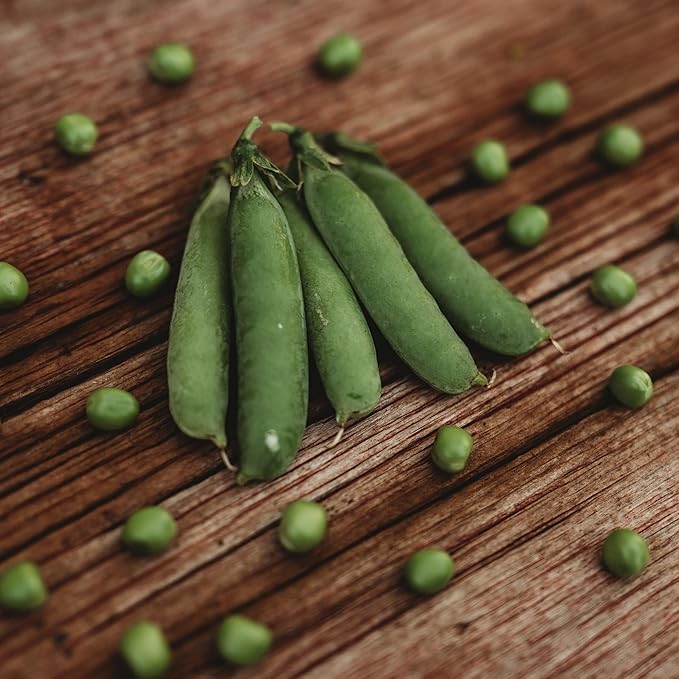 Caseload Pea - 50 Seeds - Extra-Early Pea Variety, Heavy-Yielding Dwarf Pea, Non-GMO, Heirloom Pea Seeds for Planting in The Home Garden, Thresh Seed Company